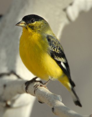 Goldfinch Lesser D-005.jpg