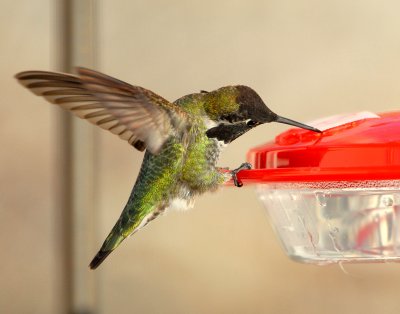 Hummingbird. Annas