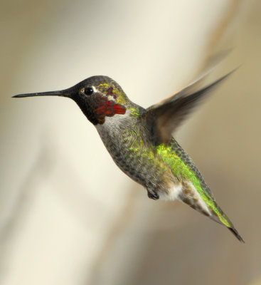 Hummingbird. Annas