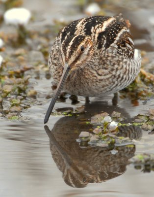 Wilson's Snipe D-018.jpg