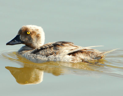 Goldeneye leucistic D-009.jpg