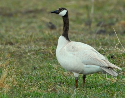 Geese, Canada (leucistic)