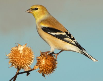 Goldfinch,  American