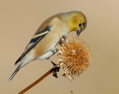 Goldfinch American D-015.jpg