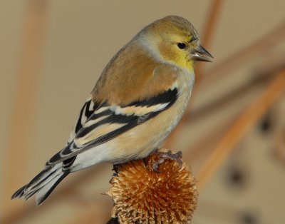 Goldfinch American D-027.jpg