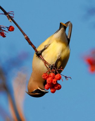 Waxwing Cedar D-014.jpg