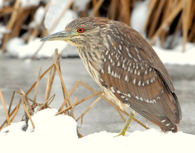 Night Heron, Black-Crowned (Juvenile)