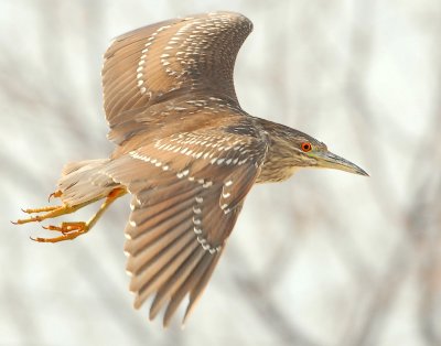 Night-Heron Black-crowned D-042.jpg