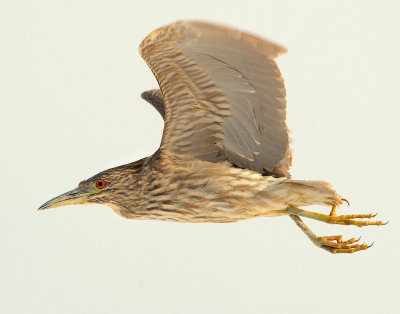 Night-Heron Black-crowned D-045.jpg