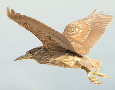 Night-Heron Black-crowned D-049.jpg