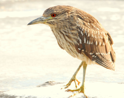 Night-Heron Black-crowned D-051.jpg