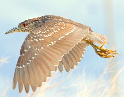 Night-Heron Black-crowned D-053.jpg