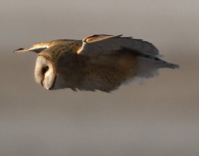 Owl, Barn