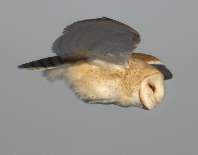 Owl, Barn