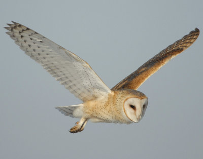 Owl, Barn