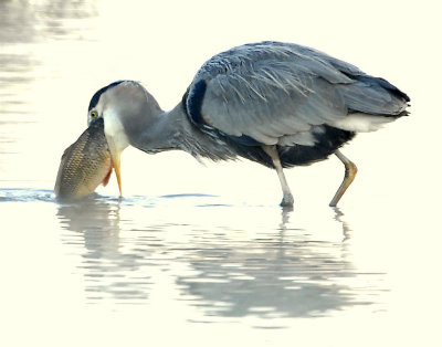 Heron Great Blue D-055.jpg