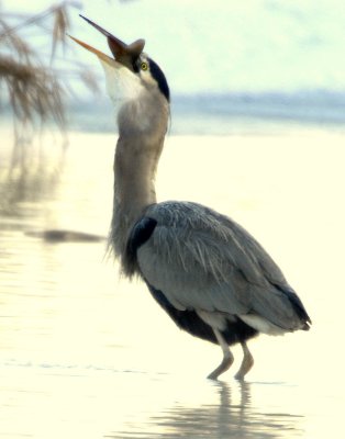 Heron Great Blue D-062.jpg