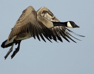 Goose Canada D-051.jpg