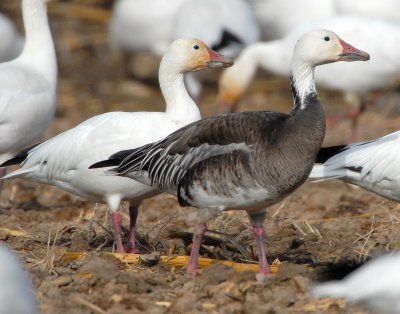 Goose, Lesser Snow