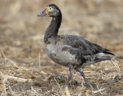 Goose, Lesser Snow