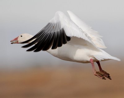 Goose, Lesser Snow