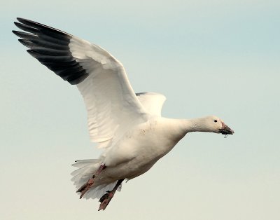 Goose, Lesser Snow