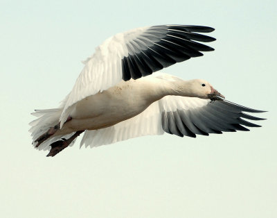 Goose, Lesser Snow