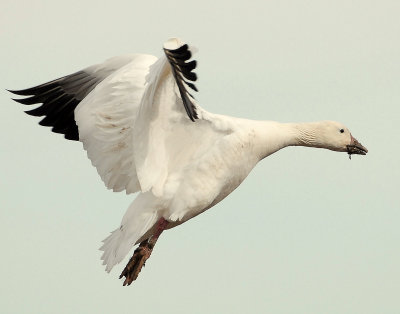 Goose, Lesser Snow