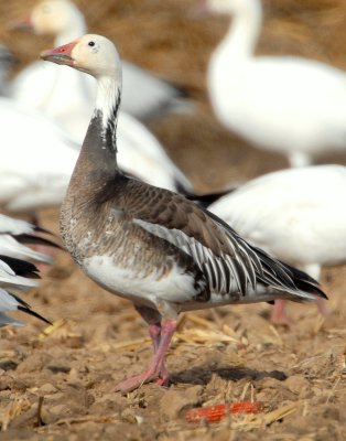 Goose, Lesser Snow