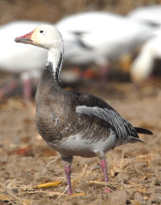 Goose, Lesser Snow