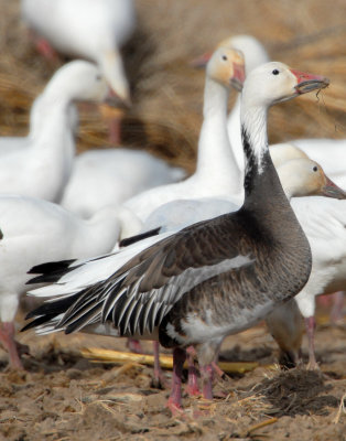 Goose, Lesser Snow