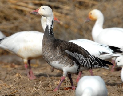 Goose, Lesser Snow