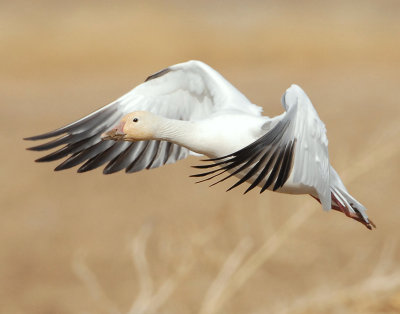 Goose, Lesser Snow