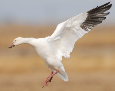 Goose, Lesser Snow