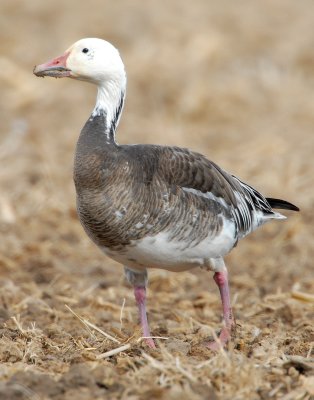 Goose, Lesser Snow