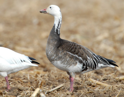 Goose, Lesser Snow