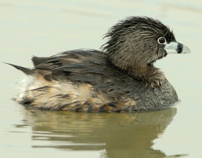 Grebe Pied-billed D-028.jpg