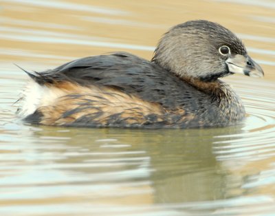 Grebe Pied-billed D-032.jpg