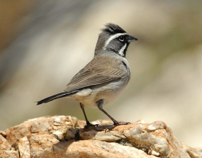 Sparrow, Black-throated