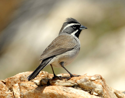 Sparrow, Black-throated