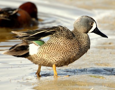 Teal, Blue-winged (Male)