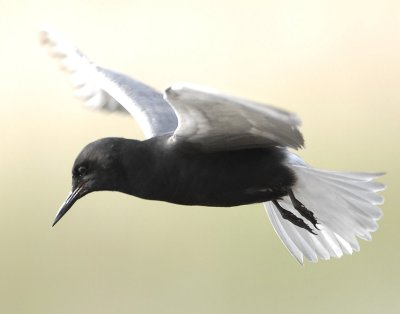 Tern BlackD-079.jpg