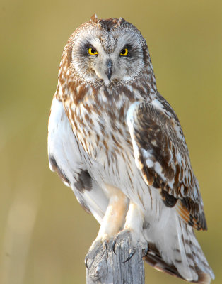 Owl Shot-eared D-141.jpg