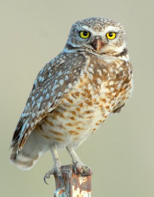 Owl Burrowing D-020.jpg