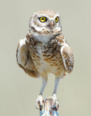 Owl Burrowing D-023.jpg