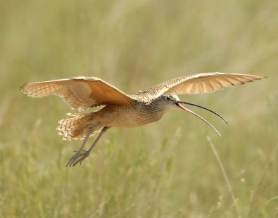 Curlew Long-billed D-025.jpg