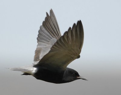 Tern BlackD-108.jpg
