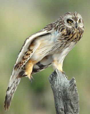 Owl Shot-eared D-151.jpg