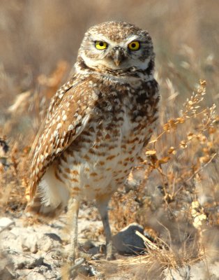 Owl Burrowing D-033.jpg
