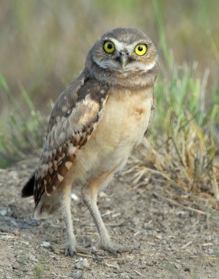 Owl Burrowing D-036.jpg